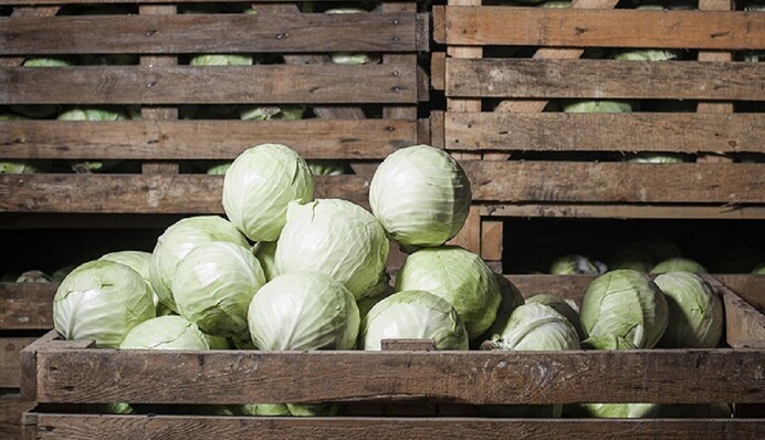Будет лежать до весны свежей: как правильно хранить капусту