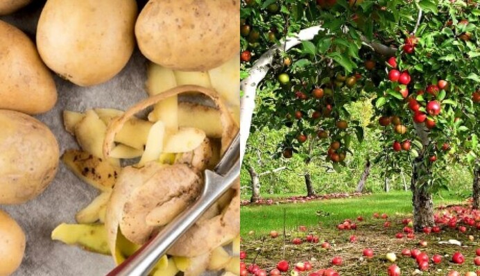 Не викидайте картопляні шкірки: як кухонні відходи можуть допомогти дереву відродитися