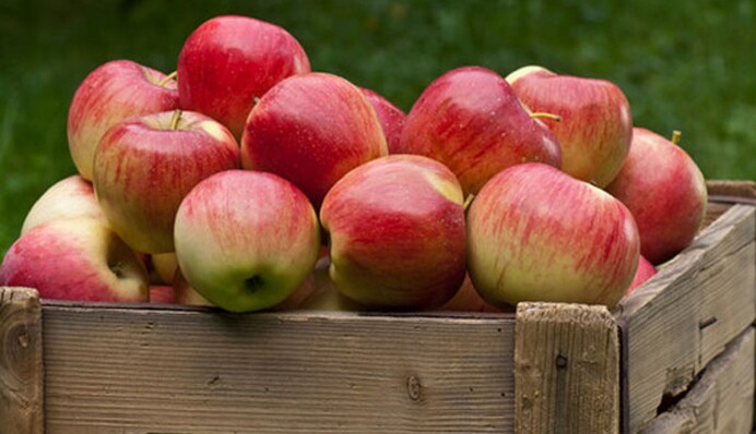 Наче щойно з дерева: як зберігати яблука свіжими до самої весни