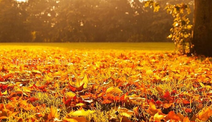 Загрібати чи скористатися газонокосаркою? Садівники порадили, що краще робити з опалим листям