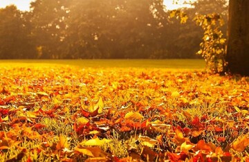 Загребать или воспользоваться газонокосилкой? Садоводы посоветовали, что лучше делать с опавшей листвой