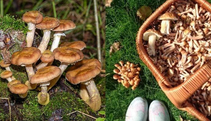 Грибной сезон: Клопотенко рассказал, как правильно чистить опята