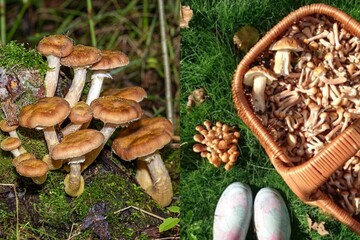 Грибной сезон: Клопотенко рассказал, как правильно чистить опята