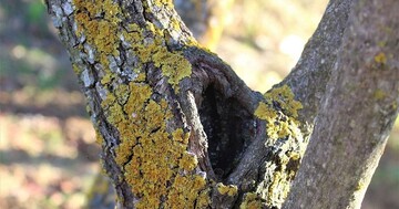 "Делайте это мягко": садовница рассказала, как защитить деревья от лишайников