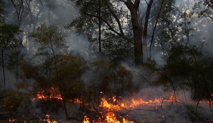Война уничтожила часть украинских лесов: эколог рассказал о последствиях боевых действий