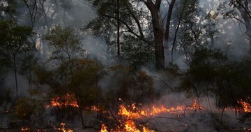 Война уничтожила часть украинских лесов: эколог рассказал о последствиях боевых действий
