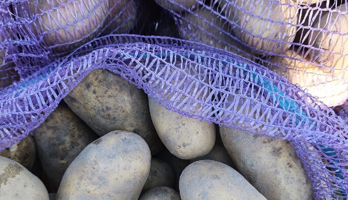 Картопля наче щойно з грядки: як зберігати мішки з урожаєм у квартирі
