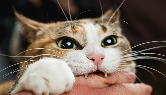 Бешенство на Львовщине: женщина из Волыни умерла после укуса бездомного кота