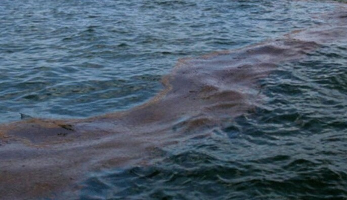 Біля узбережжя Криму зафіксували понад 600 точок викиду метану