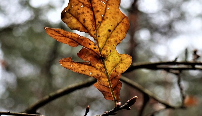 Когда ждать настоящего похолодания и снега: в Укргидрометцентре дали новый прогноз