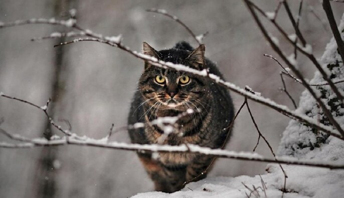 Может стать одним из самых сильных за 70 лет: синоптик спрогнозировал похолодание до конца ноября