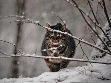 Може стати одним з найсильніших за 70 років: синоптик спрогнозував похолодання до кінця листопада