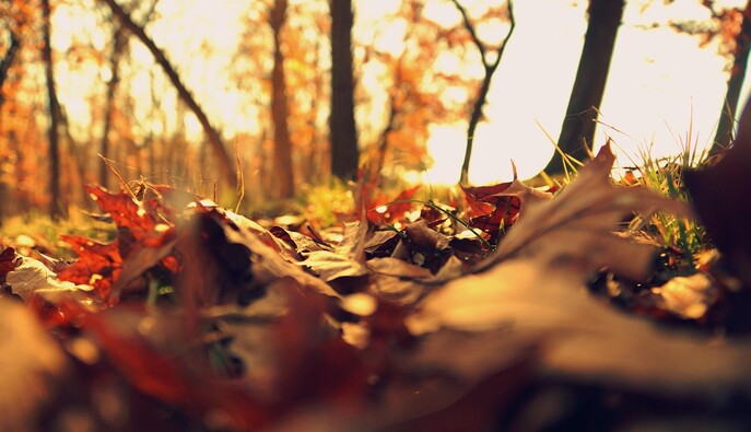 17 ноября – какой сегодня церковный праздник, история, традиции и приметы