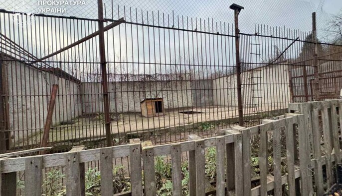 У Хмельницькому з реабілітаційного центру втекли два леви: що відомо