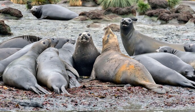 Птичий грипп уничтожил половину самой большой популяции морских слонов