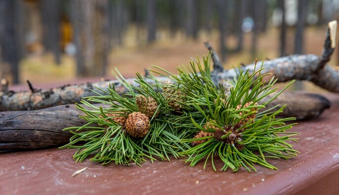 Як в казці "Дванадцять місяців": синоптики прогнозують цікаву погоду в Україні  