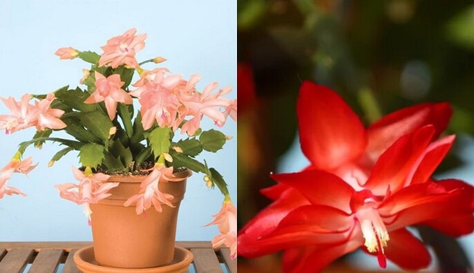 Різдвяник буде взимку весь у квітах: як доглядати за рослиною в листопаді