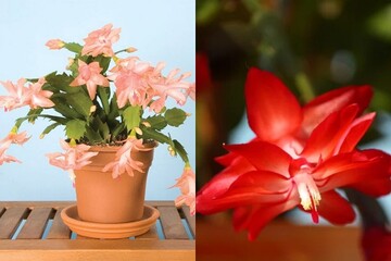 Різдвяник буде взимку весь у квітах: як доглядати за рослиною в листопаді