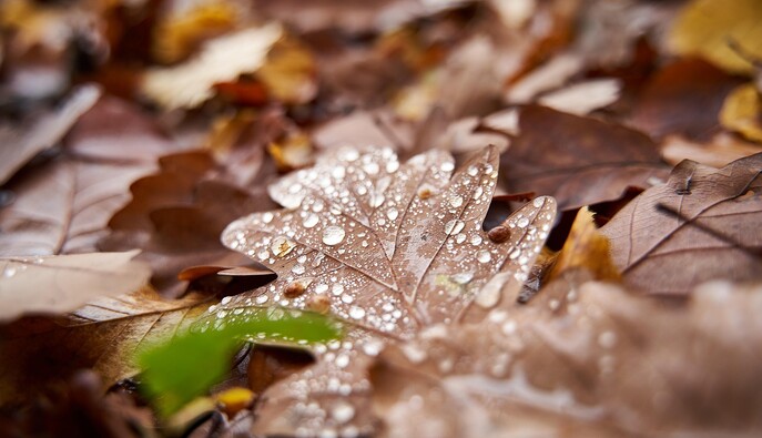 В Украине прибавится дождей: какую погоду ждать до конца недели