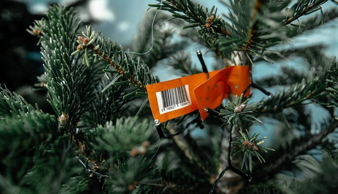 У Києві відкрили 141 локацію продажу новорічних ялинок: експерт розповів, як відрізнити легальні точки