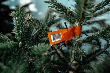 У Києві відкрили 141 локацію продажу новорічних ялинок: експерт розповів, як відрізнити легальні точки