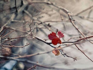 Зима вже на порозі: синоптики дали прогноз погоди на тиждень