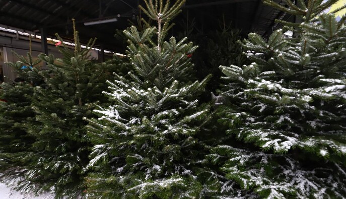 В Украине втрое повысили штрафы за незаконную вырубку елок