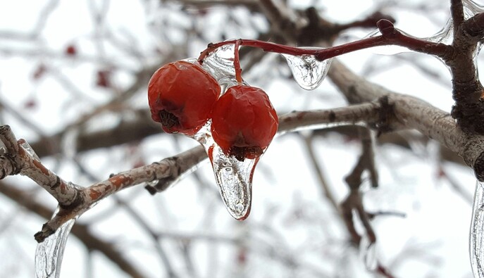 В Україну йде похолодання: чи варто чекати сильних морозів 