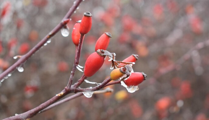 Похолодание, снегопады и сильный ветер: прогноз погоды на выходные