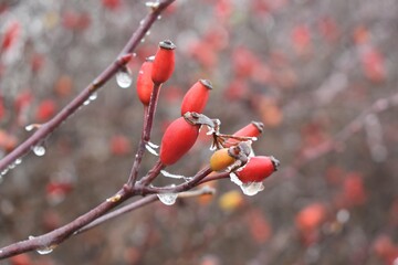 Похолодання, снігопади і сильний вітер: прогноз погоди на вихідні 