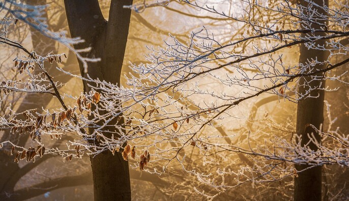 До +10 и туманы: синоптики дали свежий прогноз погоды на неделю 