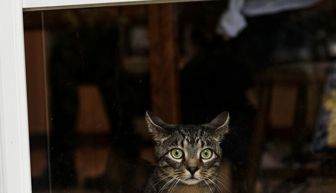 В Одессе полиция расследует котокафе после гибели нескольких животных