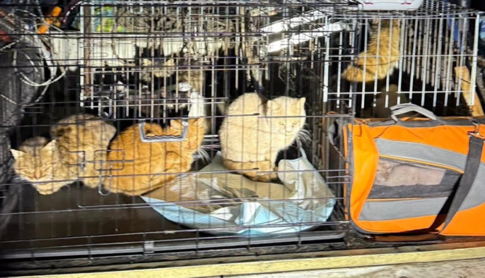 Погибли более 50 животных: под Киевом арестовали владелицу приюта