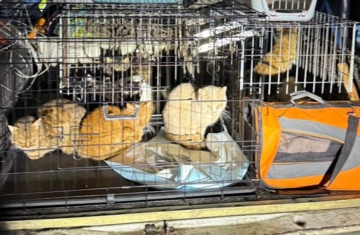 Загинули понад 50 тварин: під Києвом арештували власницю притулку 