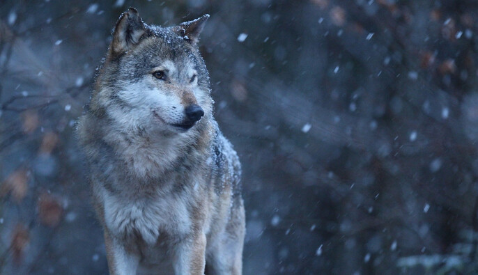 У Києві жінка тримала диких тварин у квартирі: волонтерка розповіла подробиці