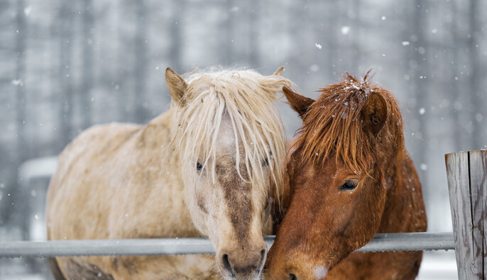 27 декабря – какой сегодня церковный праздник, история, традиции и приметы