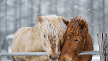 27 декабря – какой сегодня церковный праздник, история, традиции и приметы