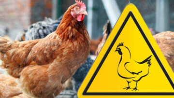 У Нідерландах — спалах пташиного грипу