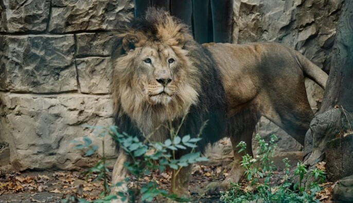 Россия атаковала экопарк под Харьковом: ранены львы, погибло большинство птицы