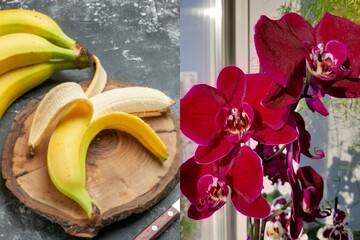 Цвістиме з новою силою: чим підживити орхідею, яка втратила красу