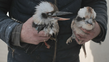 Бомбардировка РФ экопарка под Харьковом: в сети показали последствия удара 