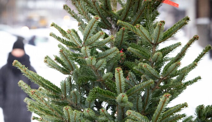 У Києві з 2 січня відкрили 72 пункти прийому ялинок на екологічну утилізацію