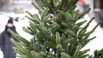 У Києві з 2 січня відкрили 72 пункти прийому ялинок на екологічну утилізацію