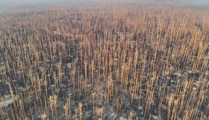 Ворог намагається накопичити ресурси в Серебрянському лісі