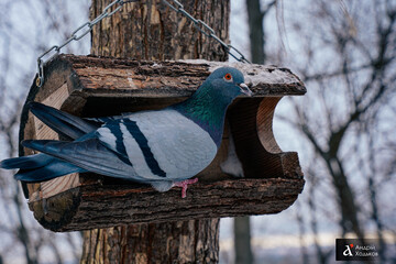Сніг, мокрий сніг і дощі: де на вихідних буде найгірша погода 
