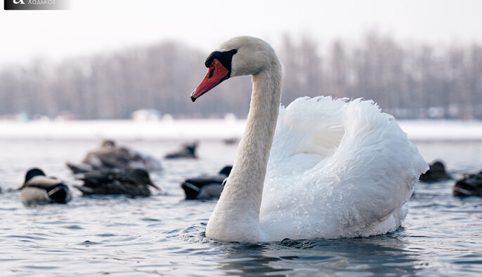 Коли чекати послаблення морозів: в Укргідрометцентрі дали новий прогноз 