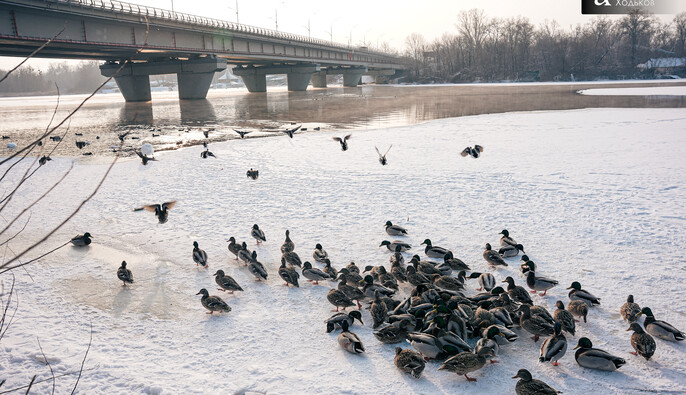 Мороз и солнце: синоптик рассказал, какими будут выходные в Украине