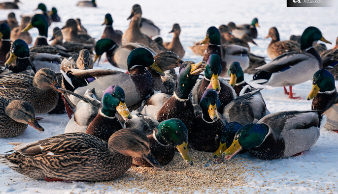 В Україну увірветься довгоочікуване потепління: коли і де найбільше спадуть морози 