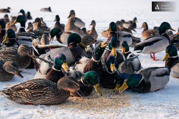 В Україну увірветься довгоочікуване потепління: коли і де найбільше спадуть морози 