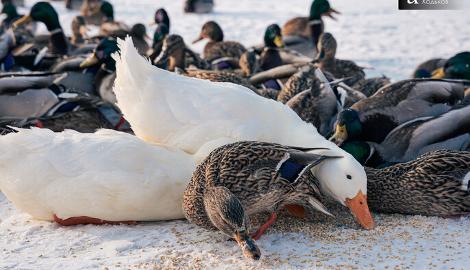 Потепление уже в воздухе: синоптик рассказала, когда ждать ослабления морозов